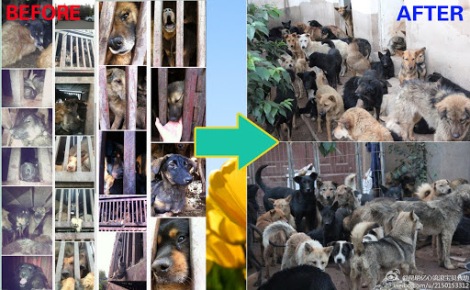 4.7 Kunming Rescue of 250 dogs (LIVE)