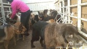 Rescued dogs being transported to the Yixin rescue center