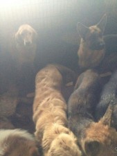 The remaining dogs in the slaughter house. They have been rescued and taken in by the Yixin rescue center.