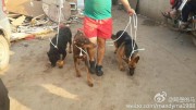 Yixin volunteer walking three of the survivors  out of the slaughter house