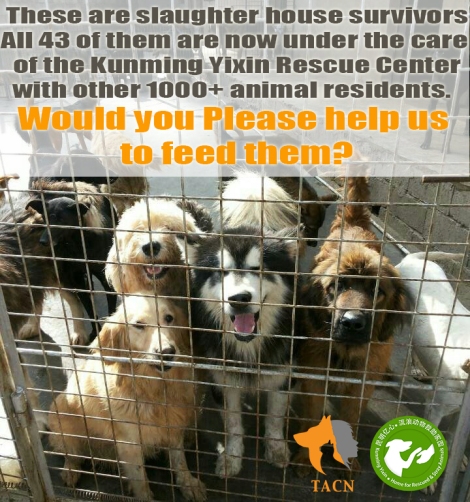 Help yixin animals